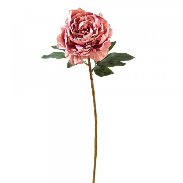 Peonie Blume
